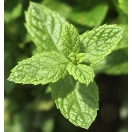 YODEYMA Mint Ocean