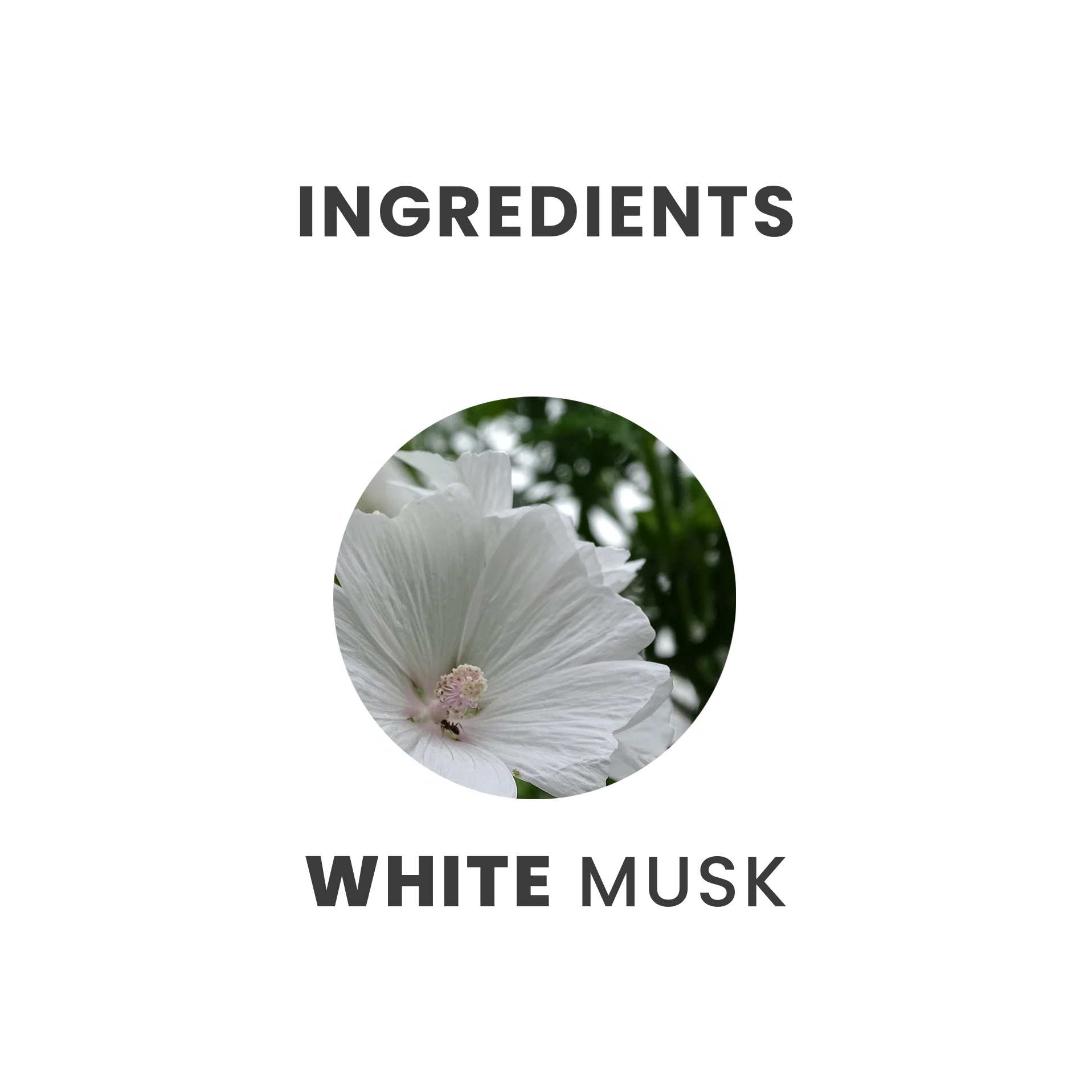 Tesori di Oriente kvepalai, balzamai, geliai, muilai, kremai minkštikliai žvakės ir vonios skysčiai grozioplanas.t